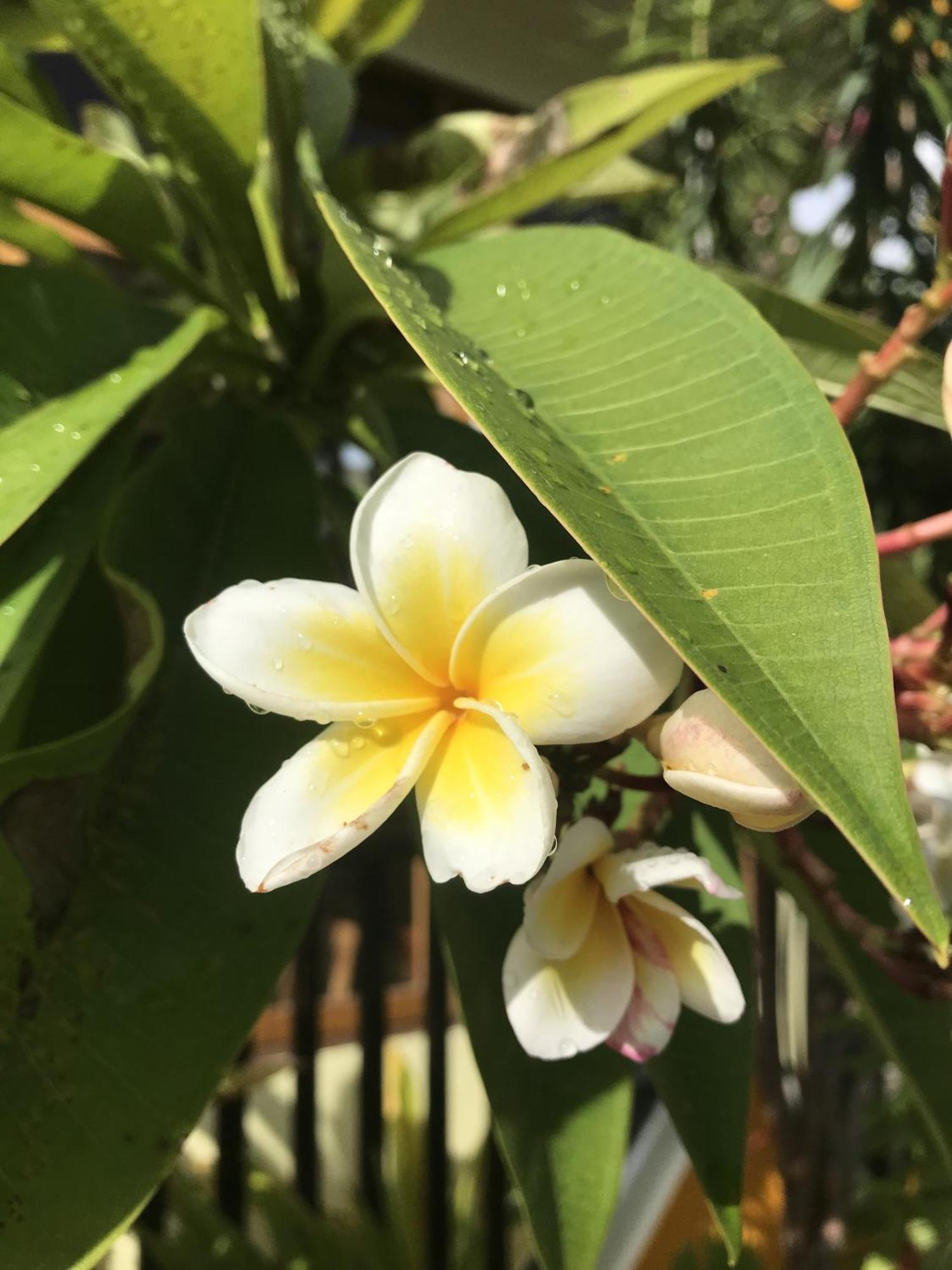 Kamadhoo Inn Kültér fotó