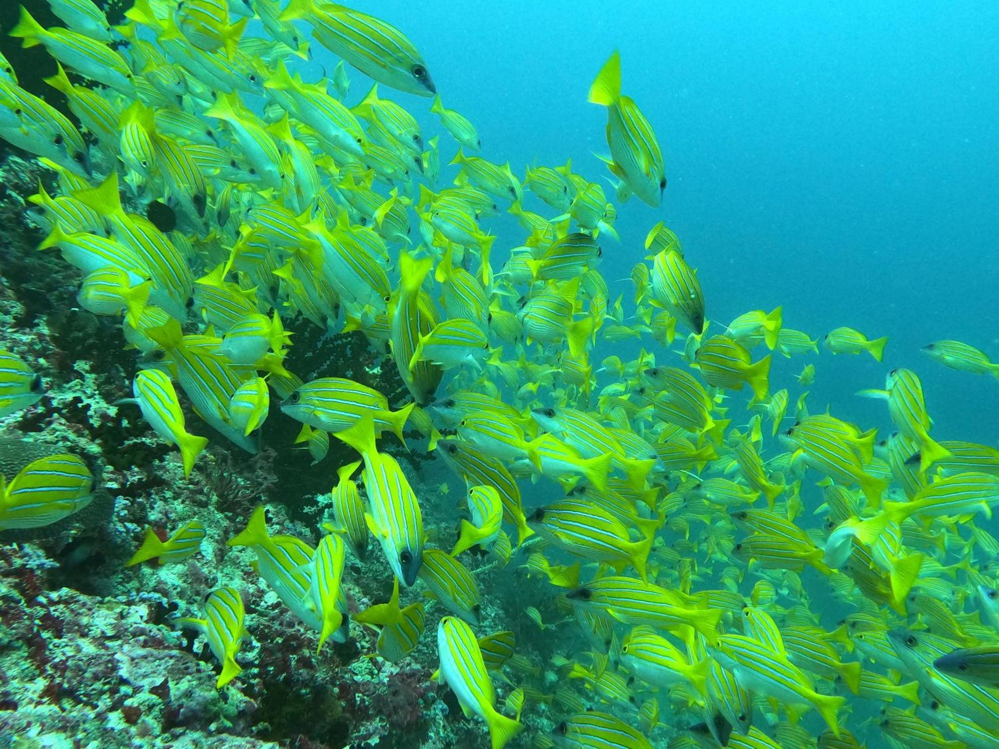 Kamadhoo Inn Kültér fotó