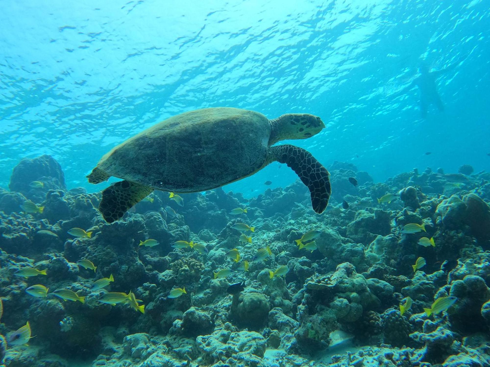 Kamadhoo Inn Kültér fotó