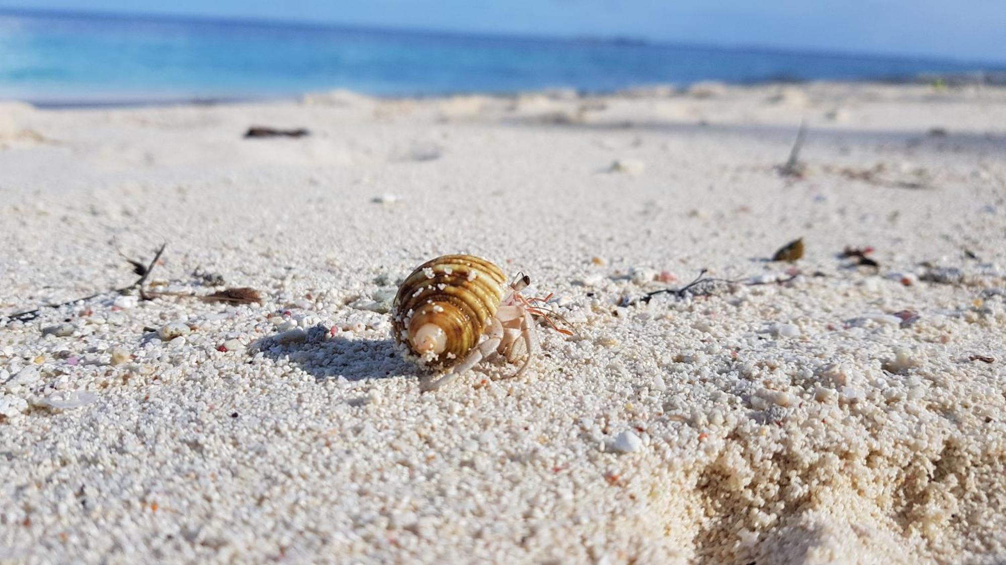 Kamadhoo Inn Kültér fotó